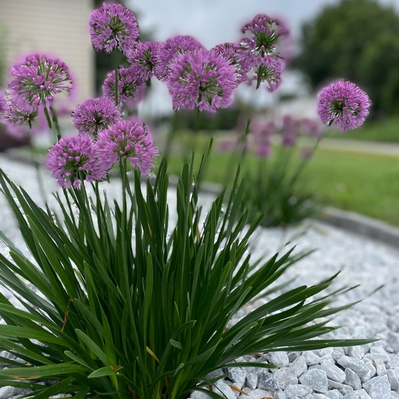 Meet your Posher, Lisa - Picture 1 of 2